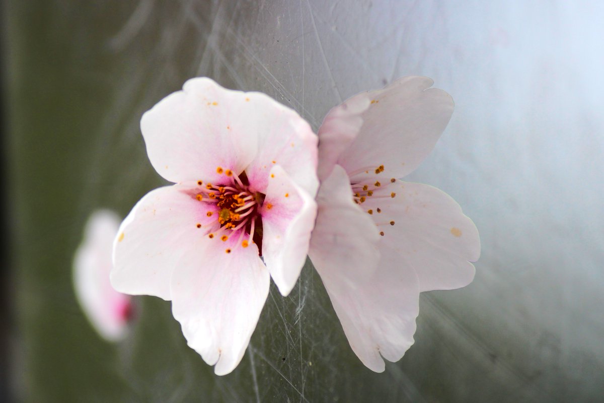 『桜蝶』

#青森県　 #十和田市 #桜　#cherryblossoms
#駒街道 #photo #ファインダー越しの私の世界 #写真好きな人と繋がりたい #キリトリセカイ #写真撮ってる人と繫がりたい #写真で伝える私の世界  #花 #花が好きな人と繋がりたい #TLを花でいっぱいにしよう