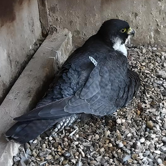 Sad news from the Cathedral bell tower as the last chick to hatch died. It is thought that it was trapped under its siblings and didn't, therefore, get to feed. As also the peregrine falcons provide us a story with both highs and lows.