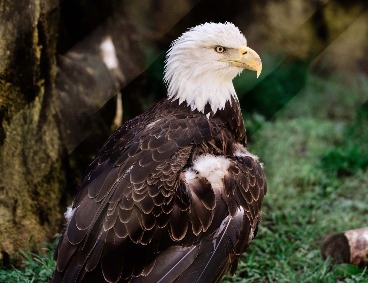 Bald eagles have incredible eyesight, estimated to be four to eight times stronger than that of humans.
#MemphisZoo