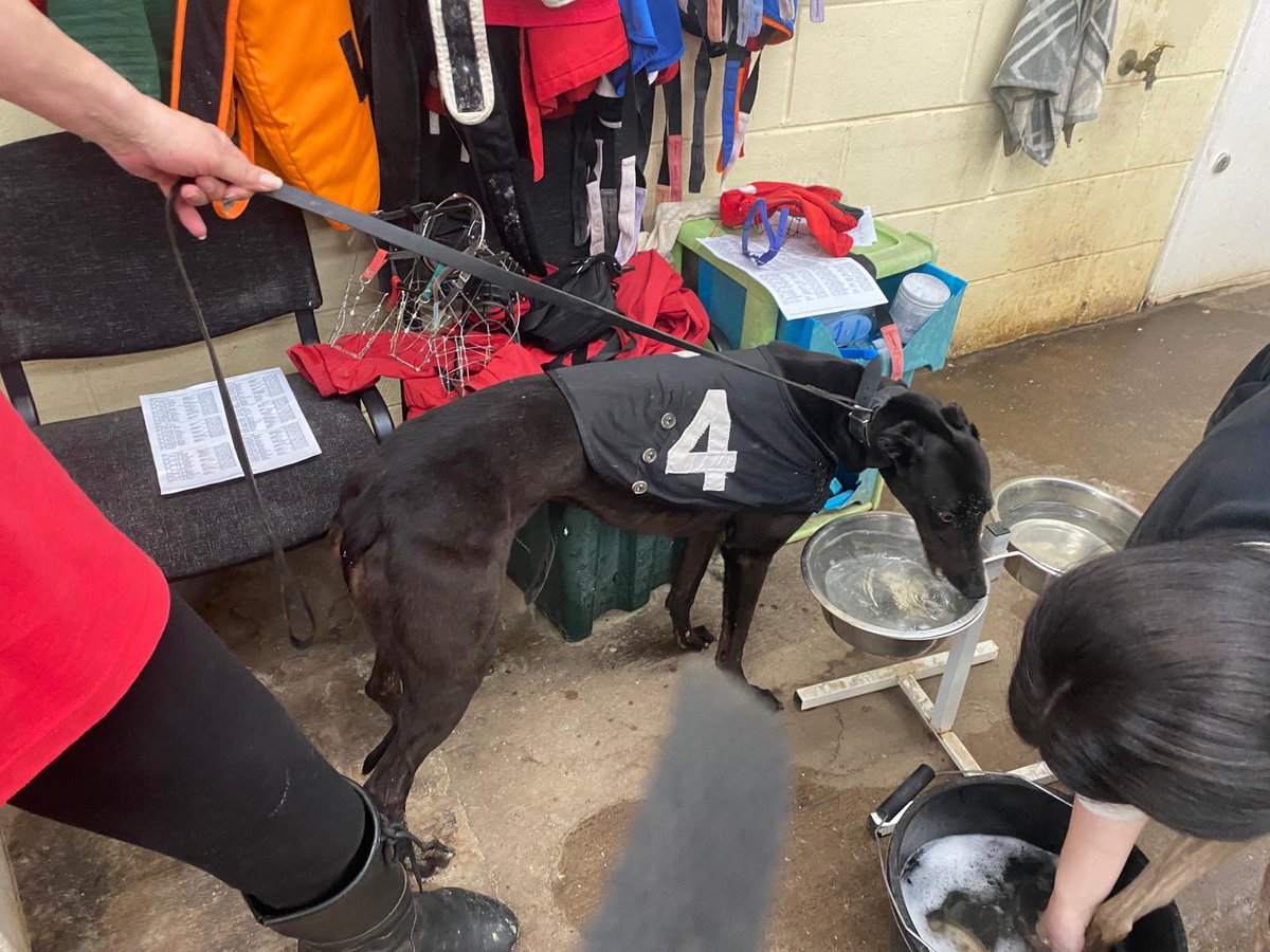 Ravenswell Zippy having a well earned drink after today’s win #LoveTheDogs Thank you @RichieTaberner and team