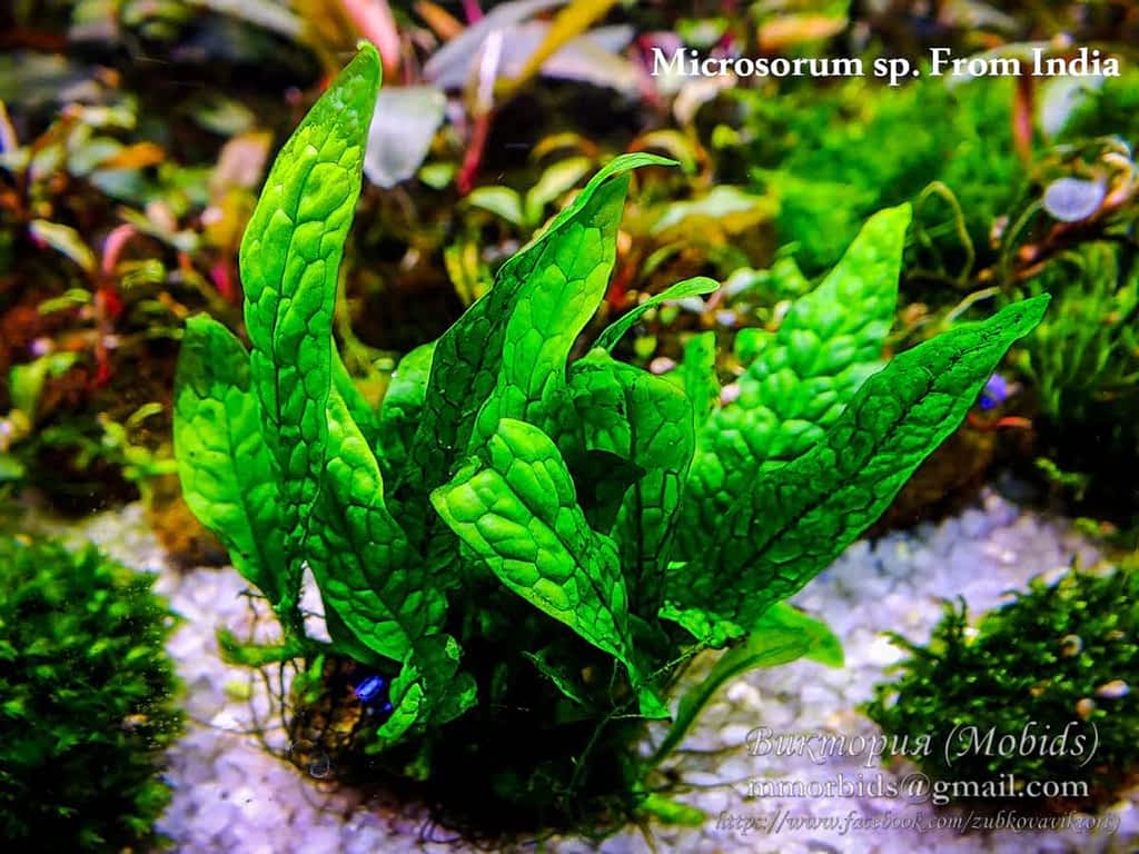 Папоротник Microsorum sp. From India
👉 s.mobidsplants.com.ua/IzFK

🔸🔹🔸🔹🔸🔹🔸🔹🔸🔹🔸🔹🔸🔹🔸🔹
#mobidsplants #bucephalandra #moss #fissidens #fern #crepidomanes #anubias #plant #rareplants