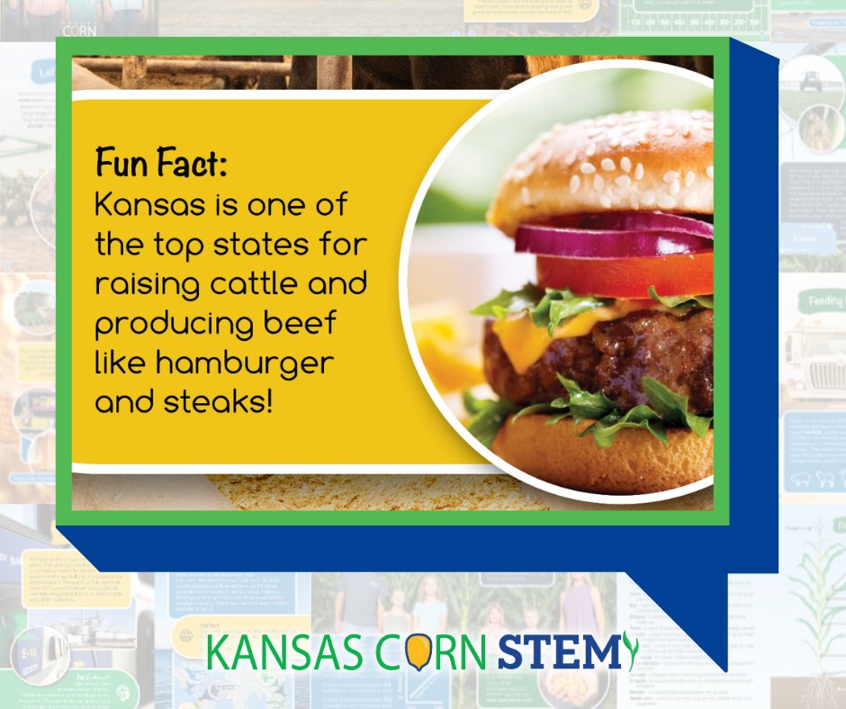 #HappyBeefMonth! #DYK Beef cattle are the top consumer of corn in our state. They just love it! #kscorn #corn #STEM #science #education #ksbeef #eatbeef