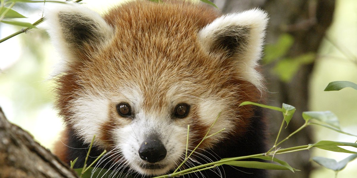 Red Panda Every Hour! (@RedPandaEveryHr) on Twitter photo 2024-05-01 11:58:31