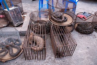 @WU1325 CHINA INSANE OBSCURANTISM #Backward … #Zoonosis 
Especially when it leads to wildlife extermination across the globe and horrific tortures…  #Elephants #Pangolins #Rhinos #Tigers #Donkeys #Sharks #Seahorses #Bears #CivetCats etc. EVERYTHING THAT FLY, SWIM, CRAWL, WALK.…