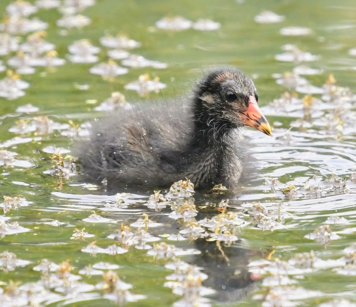 A young Moorhen amongst the spring blossoms