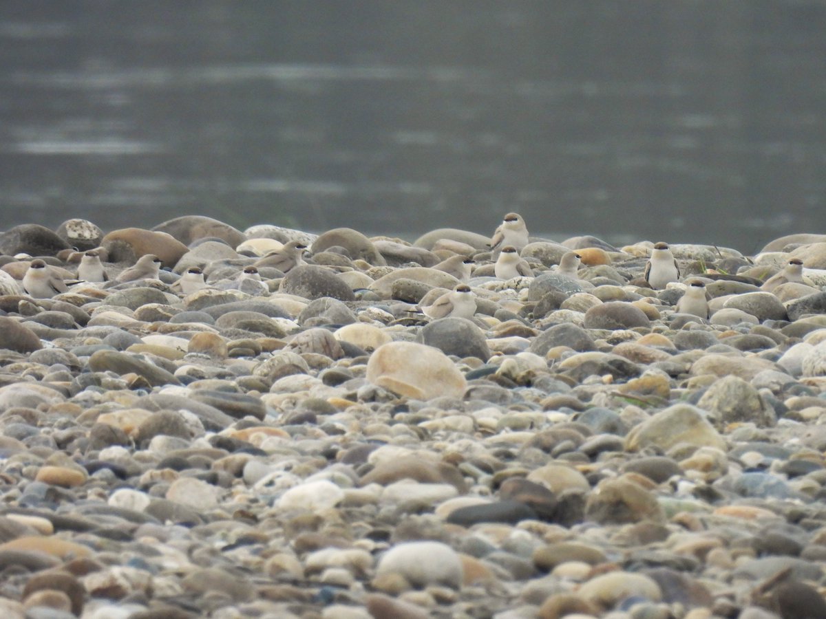 Small Pratincoles for #WaderWednesday. The more you look, the more you see!