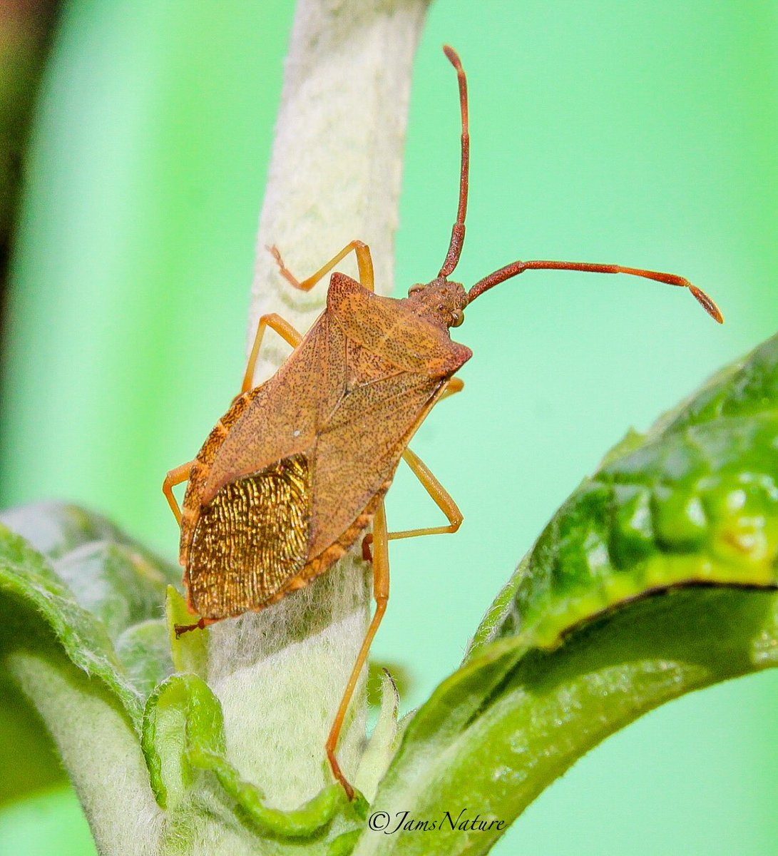 Doesn’t seem to be a record of the Box Bug (‘Gonocerus acuteangulatus’) in Teesside at all, so it’s nice to find and photograph one in my garden! Recorded & submitted and yesterday afternoon, I received confirmation. @teeswildlife @Britnatureguide @RoyEntSoc