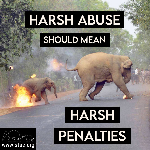 Harsh abuse should mean harsh penalties! Please help STAE end the brutality. @PeterEgan6 @DrBrianMay @rickygervais