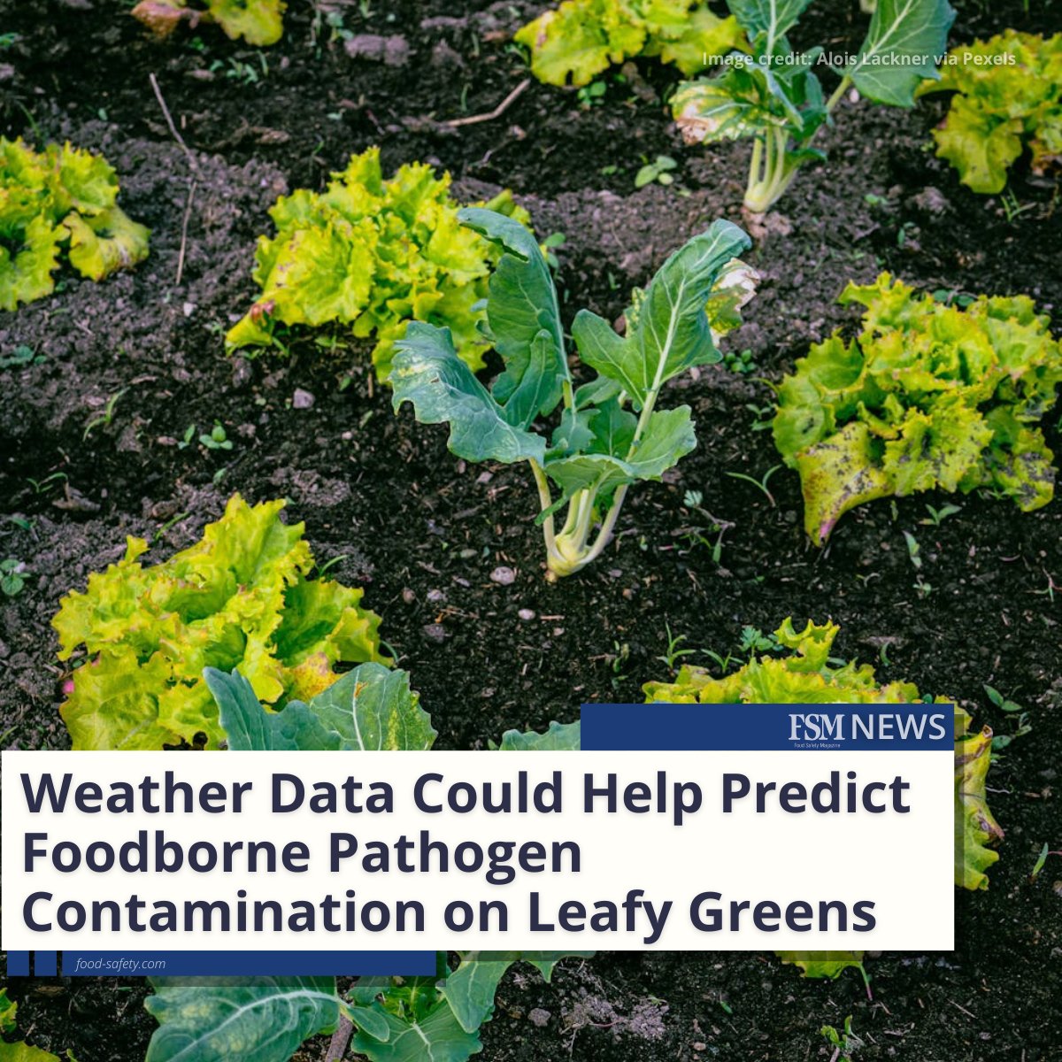 To help predict and mitigate the presence of E. coli and other foodborne pathogens on lettuce, a new weather-based model has been developed by USDA-ARS researchers and collaborators. 👉 brnw.ch/21wJlFz

#foodsafety #foodindustry #foodscience #produce #USDA