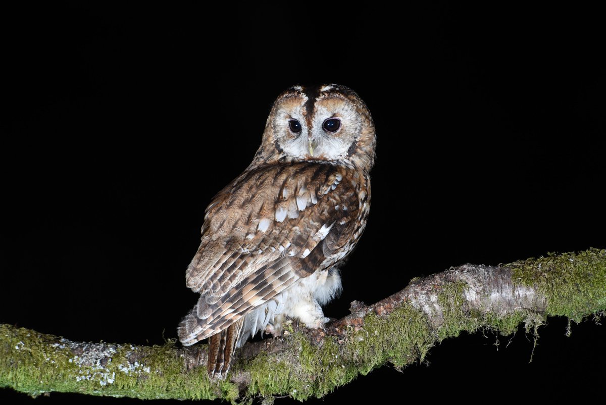 Tawny Owl, Dumfries & Galloway, Scottish Photography Hides
