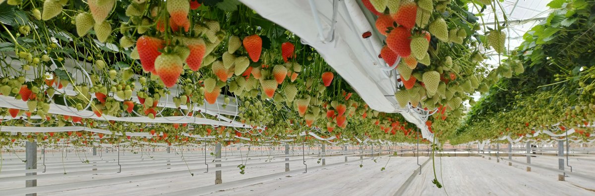 #irishstrawberries, great to see lots of red locally produced strawberries 👌🏻