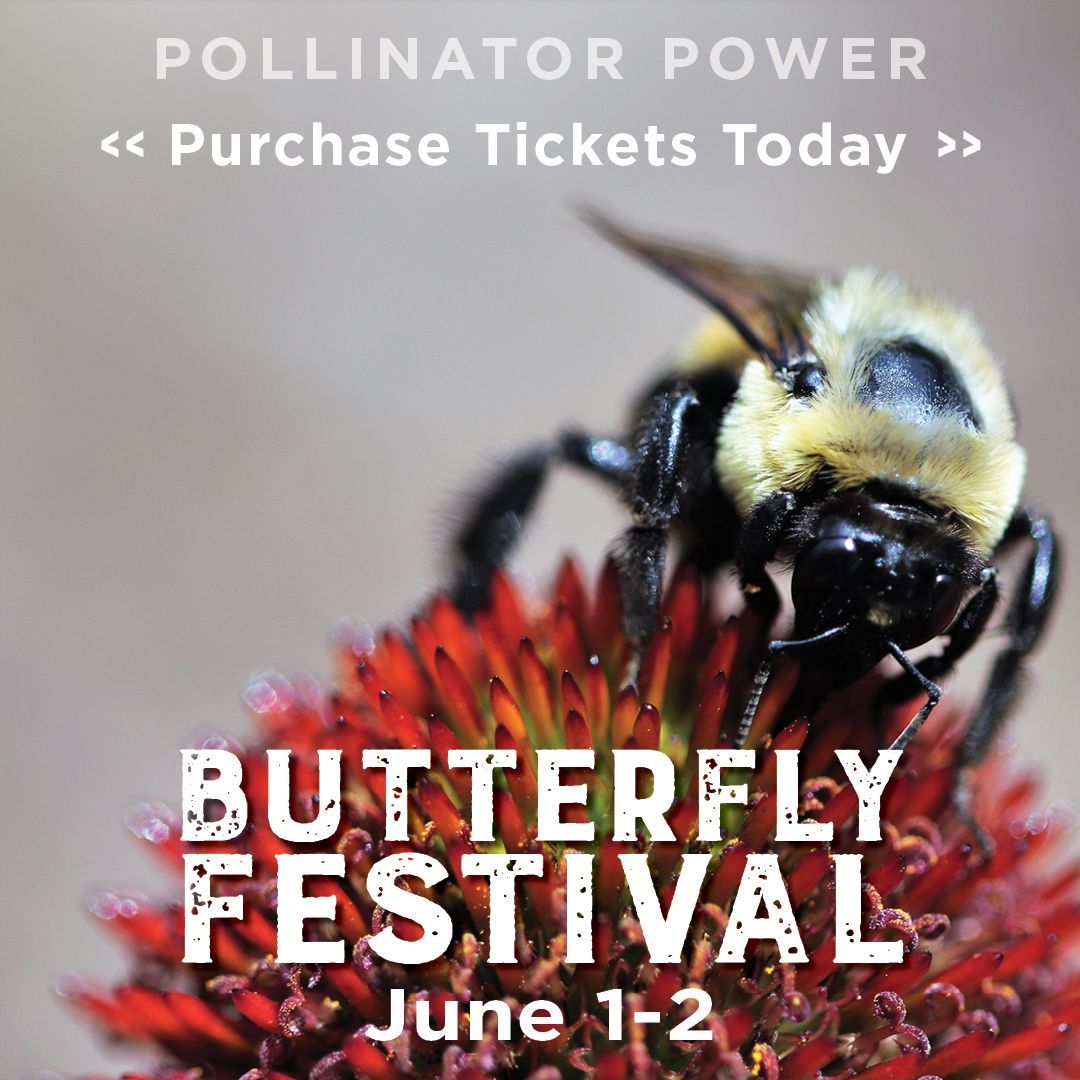 Tickets are open! Come celebrate pollinator power with pollinator experts and educators, food & games, native plant sales, and more. Purchase tickets today buff.ly/3elkXl1 #CNCNature #GetYourNatureOn #ConnectWithNature #NatureBasedLearning #Butterflies #Pollinators