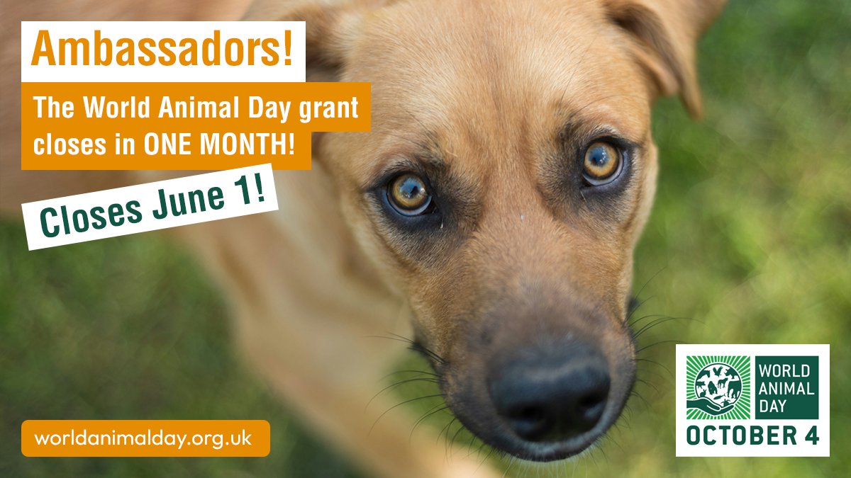 📢 REMINDER TO ALL WORLD ANIMAL DAY AMBASSADORS... Don't forget to send your applications for the #WorldAnimalDay grant by June 1 - there's ONE MONTH to go! The application form is now online. Apply here: 👉 worldanimalday.org.uk/grant-form/ (The grant is open to WAD ambassadors only.)