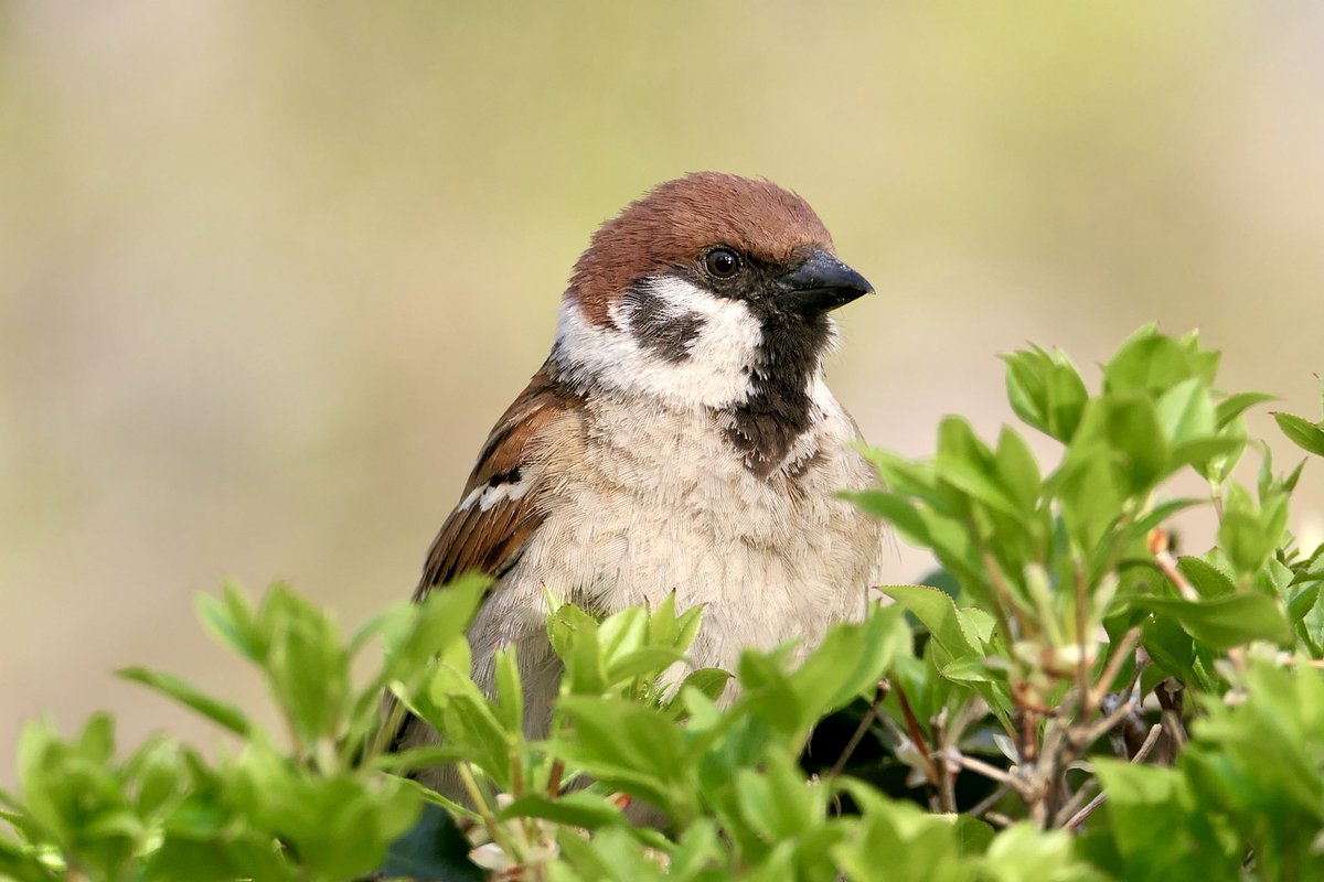 ちゅん❗️
びっくりした❓

#ちゅん活　#すずめ　#こんばんは　#野鳥観察　#鳥好きさんと繋がりたい　#sparrow #birdwatching #naturelovers #BIRDJAPAN #GoodEvening
