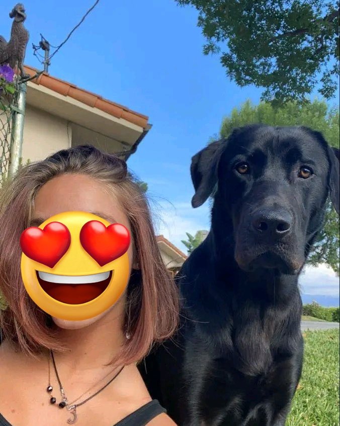 MaeScurry's tweet photo. My Dog drives me go crazy🤤my ex wish he never got replaced 🥹Add me up to get my awesome content or book a Live show on Telegram: https://t.co/i6nI0i14c9 #nsfwtwt #nsfwart #beastility #artofzoo #k9hour #eroticart #dogwoman #knotty #zoophilia #Bestiality #knottygirl 
#beastrp https://t.co/uvxCJgtu3x