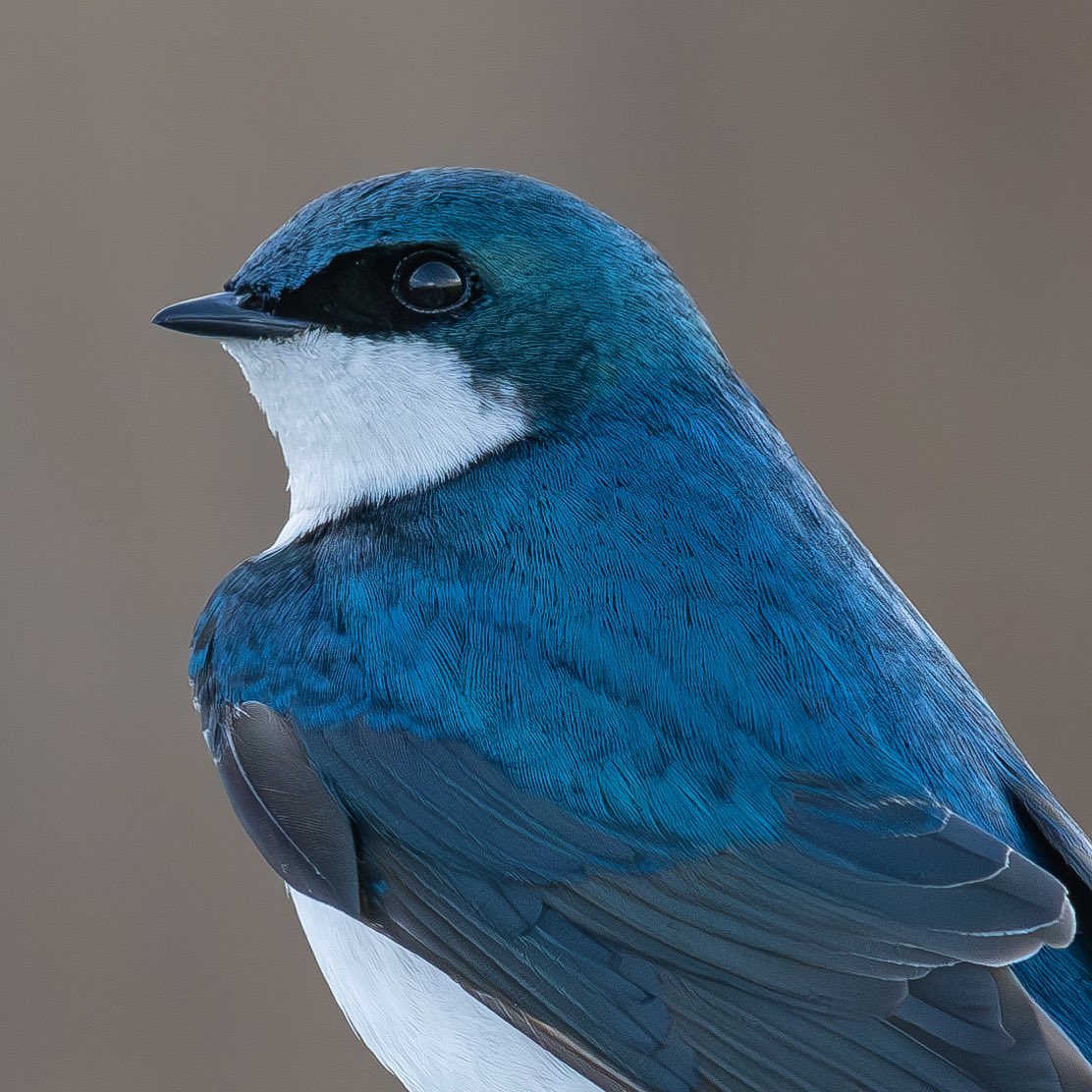 “Plans to protect air & water, wilderness & #wildlife are in fact plans to protect man” - Stewart Udall

Tree Swallow
🔎 Tachycineta bicolor

#TwitterNatureCommunity #birds #birdphotography #BirdsSeenIn2024 #BirdsOfTwitter #NaturePhotography #birding @nature_org @mybirdcards