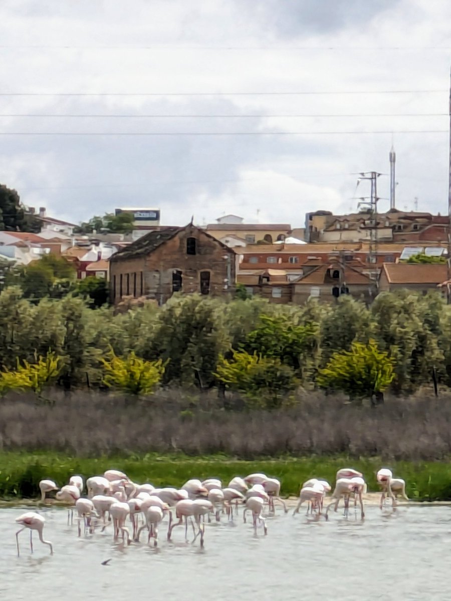 Flamingos at Laguna de Fuente de Piedra on the way from Zuheros to Grazalema today #Gallery365in2024MyViewToday