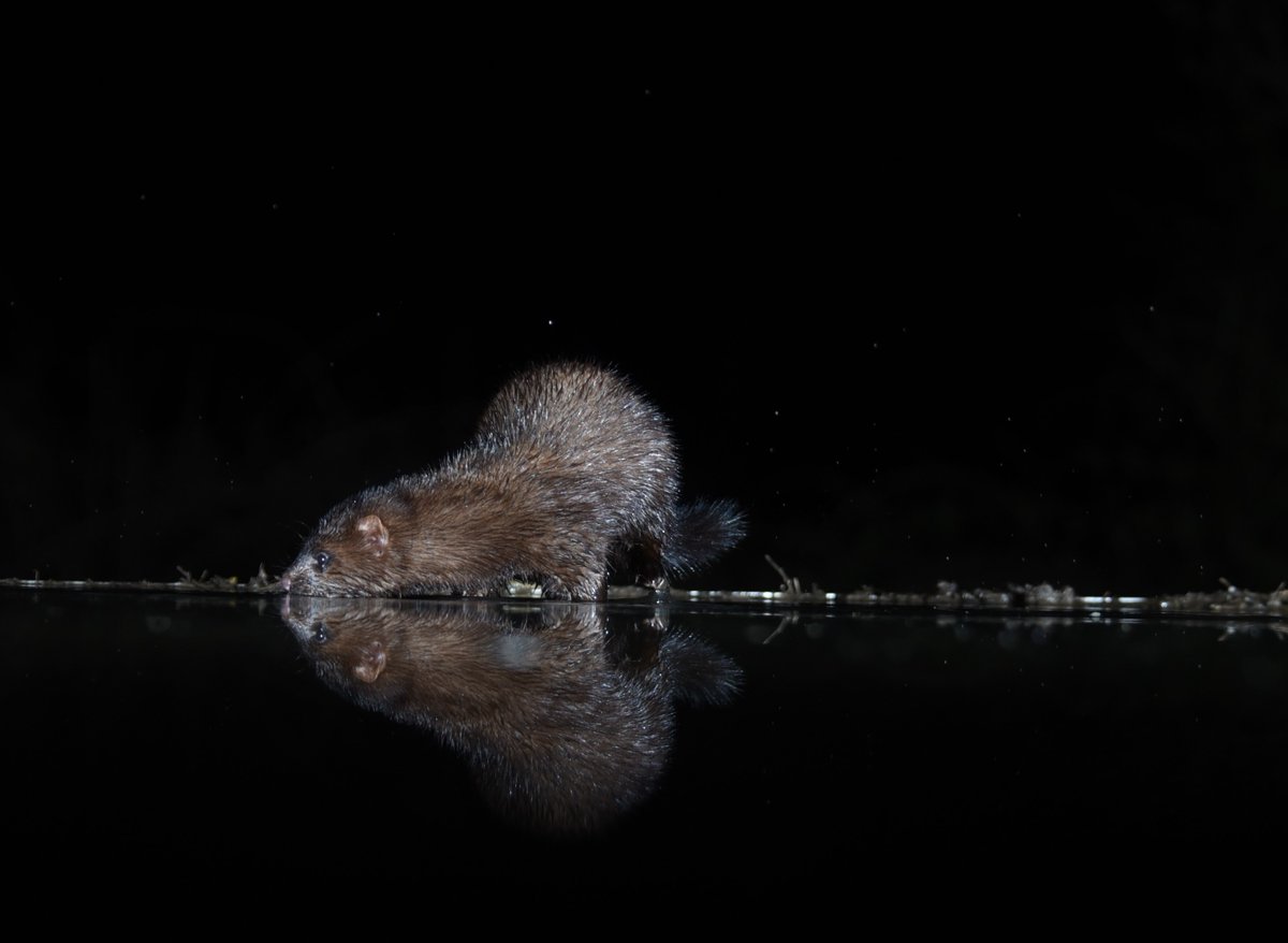 American Mink, Dumfries & Galloway, Scottish Photography Hides