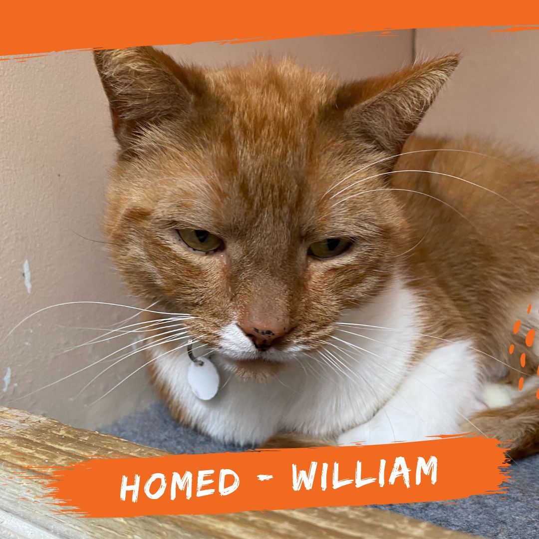 William has found his furever home 🧡 We will really miss this gentle, happy boy!

#FurEverHomeFound #AdoptedCat #FelineFriend #ForeverHome #BurysStrayCatFund #AnimalCharity #CatSanctuary #AdoptDontShop #CatRescue #StrayCats #CatsofTwitter