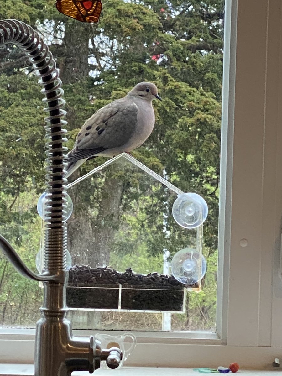 Interesting, a rather plump bird sitting on top of the feeder rather than eating the food below. I’ve seen this bird get to the food before 🤷‍♀️