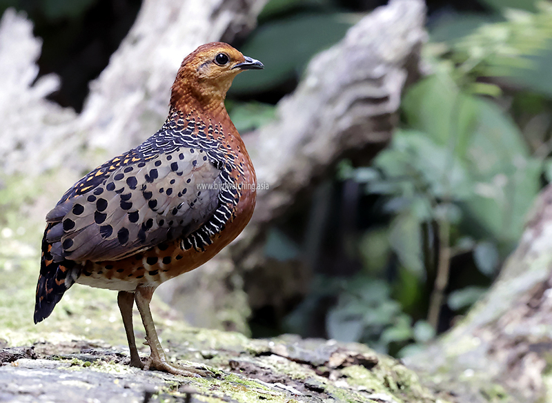 Went birding this morning, got my shot in less than an hour, and was back home by 11.00 AM. Birding can be fast and easy sometimes. #BirdsSeenin2024 #birds #birdsofmalaysia #FerruginousPartridge #twitterbirds #birdwatching #birding #birdwatchingmalaysia