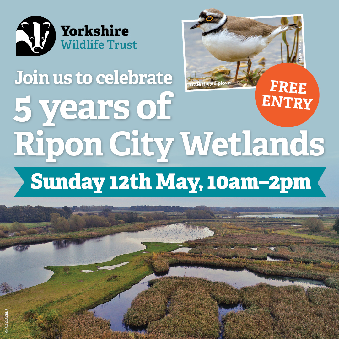 Join us on 12th May to celebrate 5 years of Ripon City Wetlands!🧡 Meet the team, go on a guided walk (11am/1pm) & join in a bug hunt. Refreshments available to purchase. Please park in the main car park & walk down to the Bandstand Hide. Sorry, no dogs permitted. @YWT_North