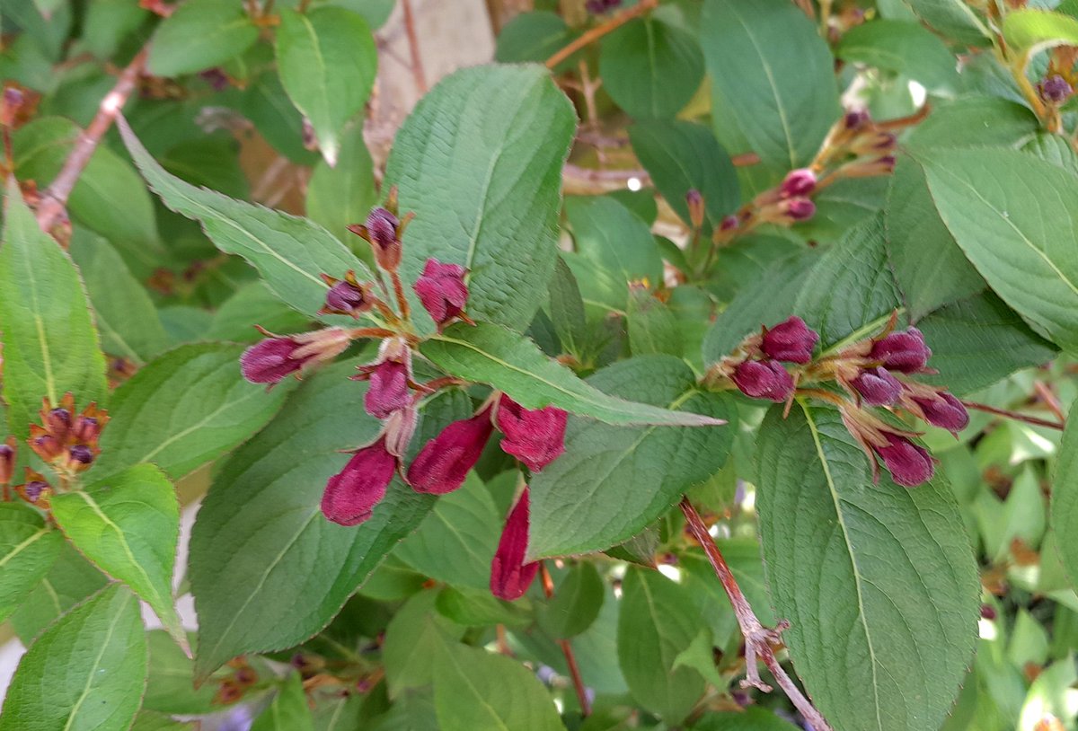 Weigela coming on nicely