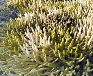 Fact-check: Severely bleached corals usually die. This coral on the Great Barrier Reef died in April, and most of it is already colonised by green algae. The whiter branches died more recently - there is no longer any live coral tissue. In a year’s time it will be rubble.