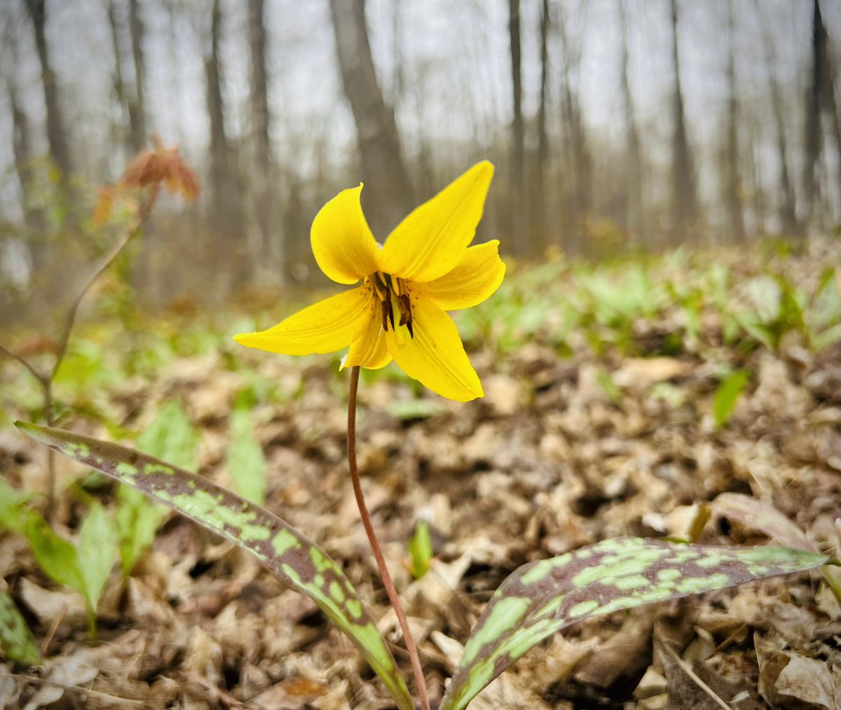 #Wednesdayvibe #wednesdaythought #flower #spring #quote #quotes #Photograph #photo #photo #photography #photographie 📸 'Flowers are a proud assertion that a ray of beauty out values all the utilities in the world.-Ralph Waldo Emerson 💐