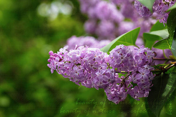 Blooming Lilacs: fineartamerica.com/featured/lilac… #lilacs #flowers #spring #NaturePhotography #buyintoart