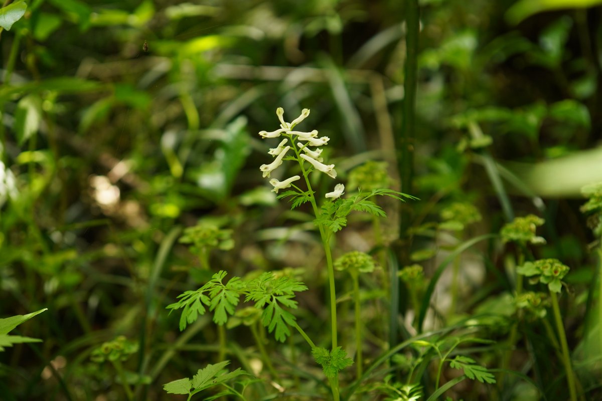 ムラサキケマン Corydalis incisa (Thunb.) Pers.
薄緑色です