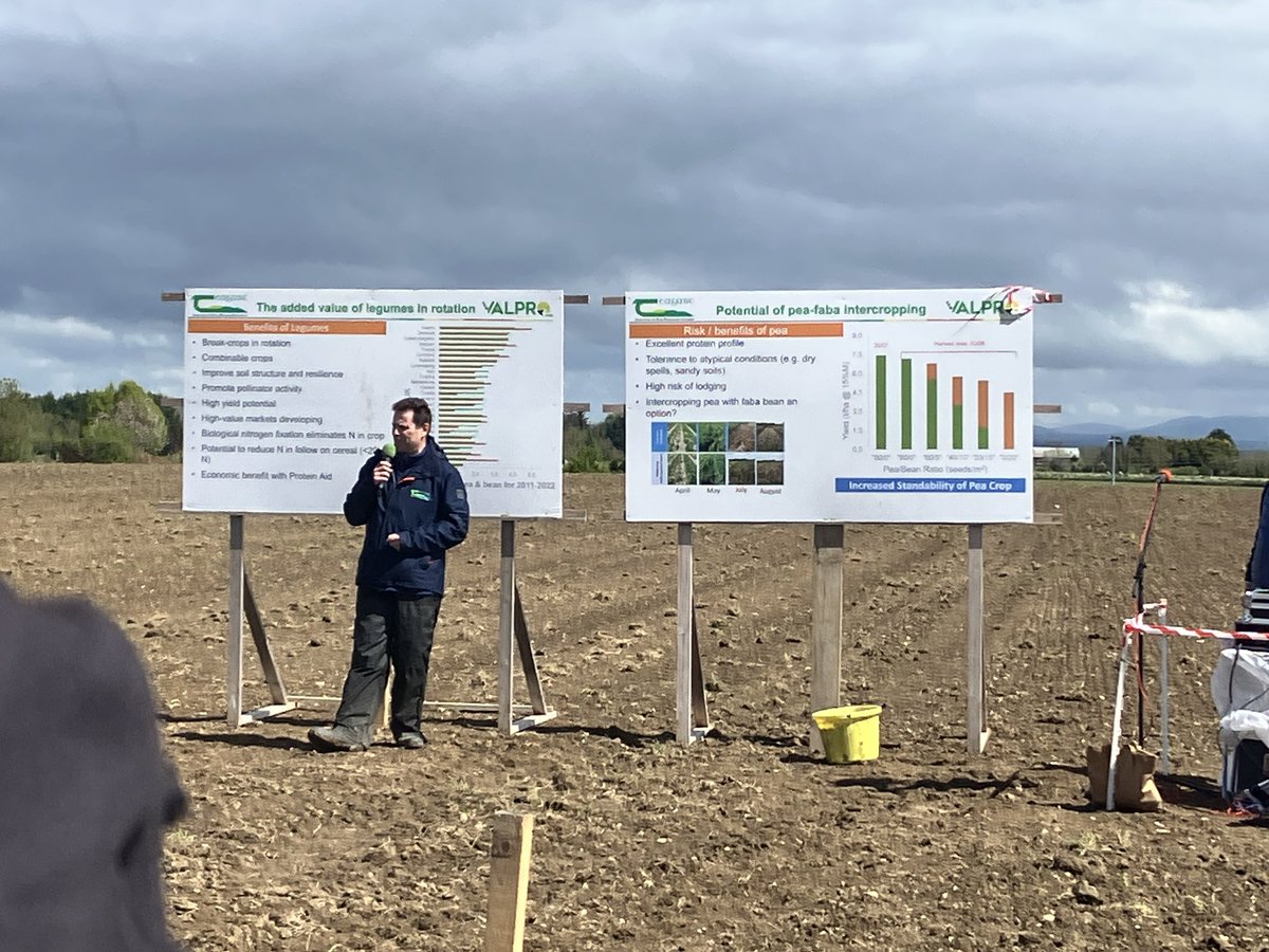 Interesting farm walk w/ @TeagascOrganics at the farm of Bill George organic dairy and tillage farmer, co Laois. 🇮🇪has highest yields of peas & faba beans in🇪🇺Pea protein is much in demand as a food ingredient.