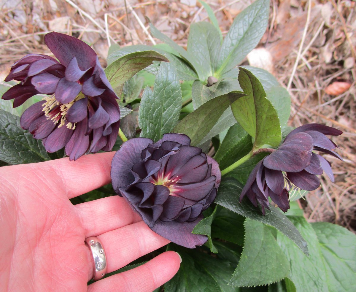 #MayDay celebrated with the Onyx Odyssey hellebore.