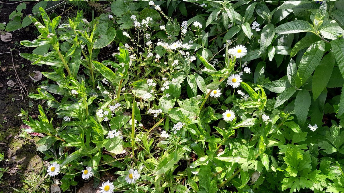 Forget-me-not and daisies