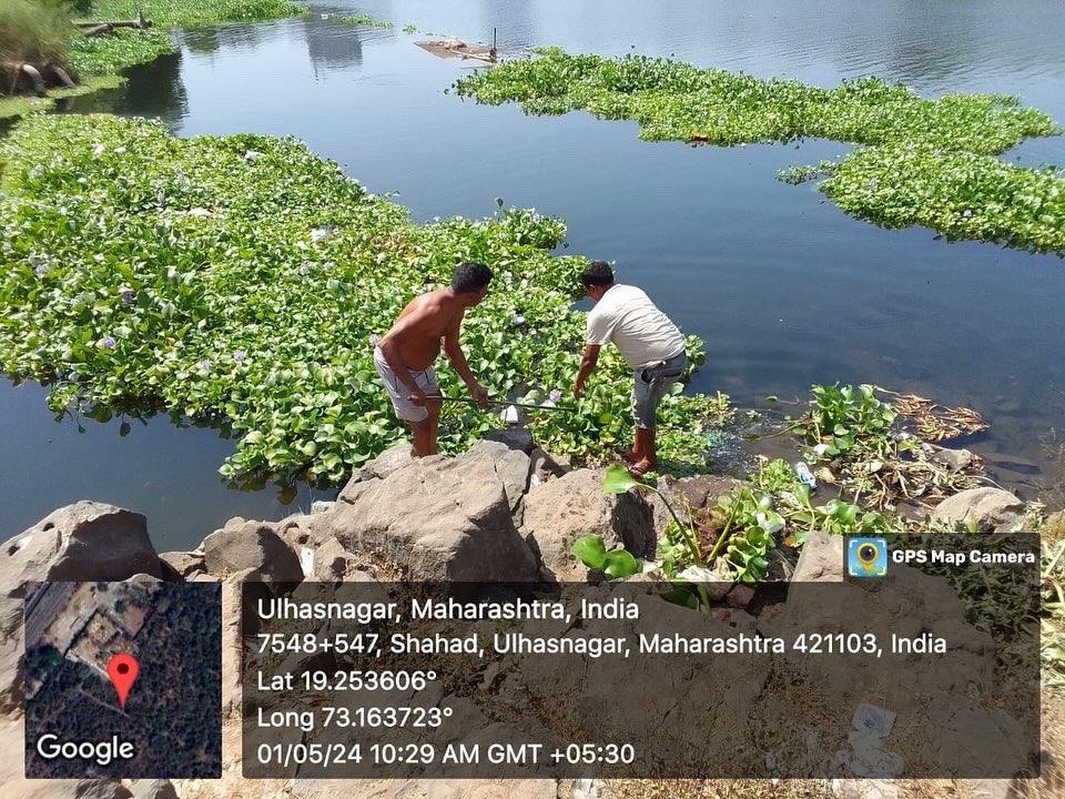 उल्हास नदीपात्रातील मोहने येथील बंधाऱ्याजवळ साठलेली जलपर्णी काढण्याचे कामास सुरुवात.
#SwachhBharatGov 
#swachhsurvekshan2023
#ulhascleaning #udd 
#majhivasundharaabhiyan