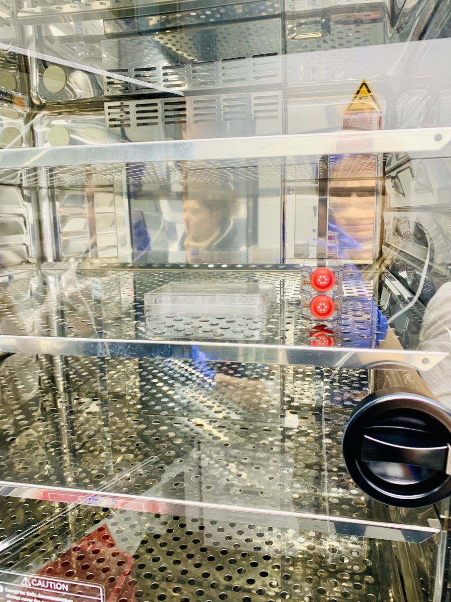 🎉 Back in action with our stem cell cultures after the lab move! Big thanks to my supervisors @LisaSevenich & @cromeronieto for their support in these hectic times. Excited for the amazing science ahead! 🧬🔬

#NeuroOncology #NewBeginnings