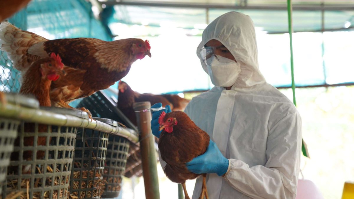 ⚠️ BREAKING

Study Shows Bird flu can spread very quickly in live poultry markets

H5N1 type of avian flu raises fears of a pandemic that could affect humans.