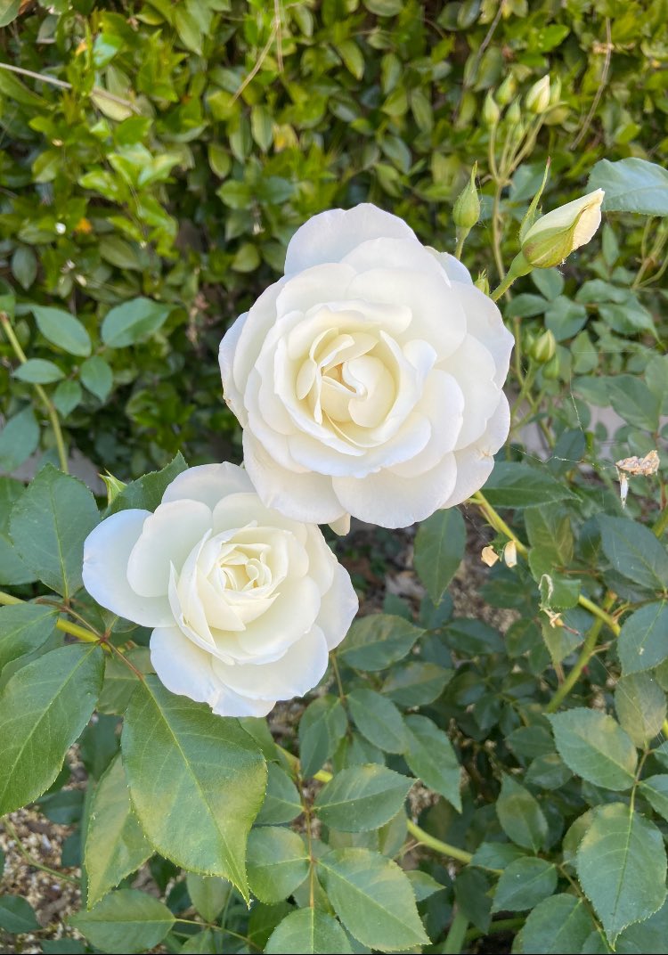 Happy #RoseWednesday 🤍🍃 It’s May! So many beautiful Spring flowers.