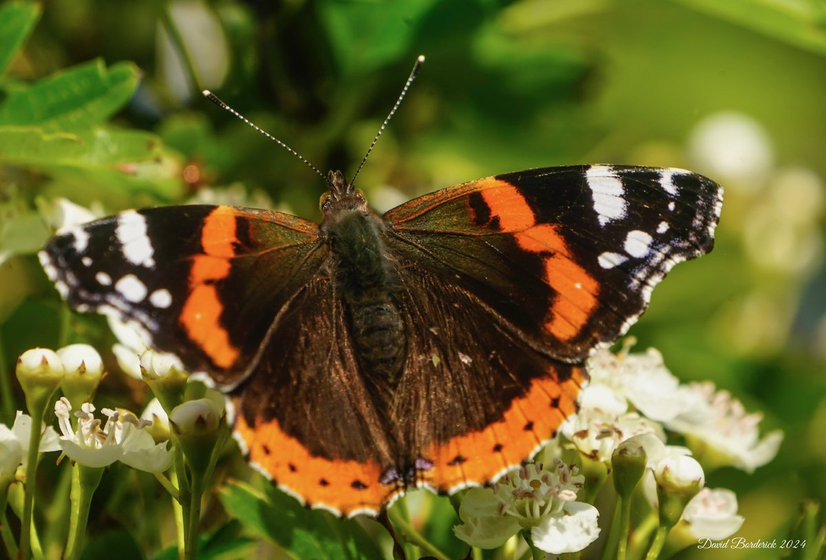 One of a dozen+ Red Admiral between Covehithe Church and the clifftop this morning @BC_Suffolk @savebutterflies