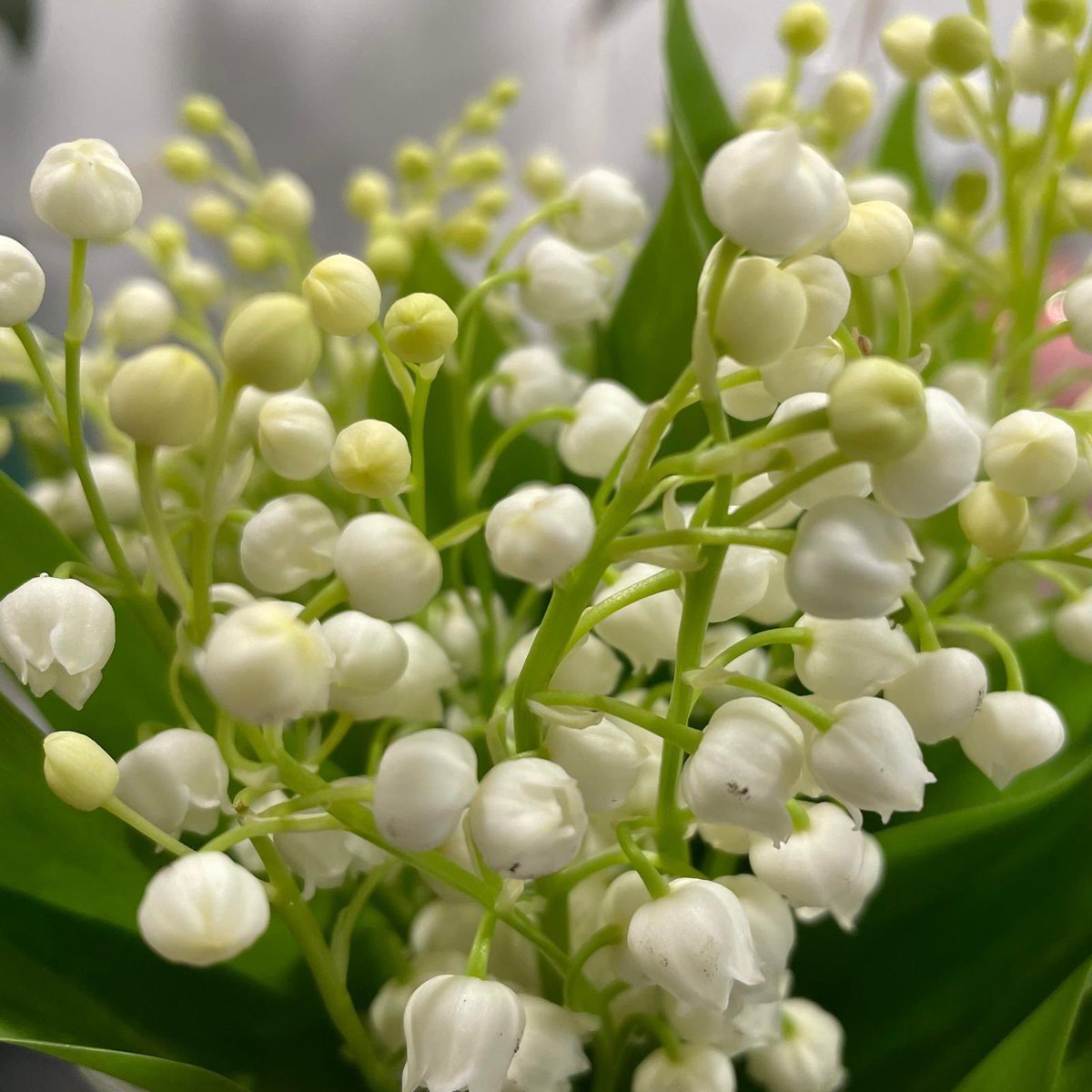 Lily of the valley for May Day ❤️ #MayDay #MayDay2024 #1stMay #newmonth #lilyofthevalley