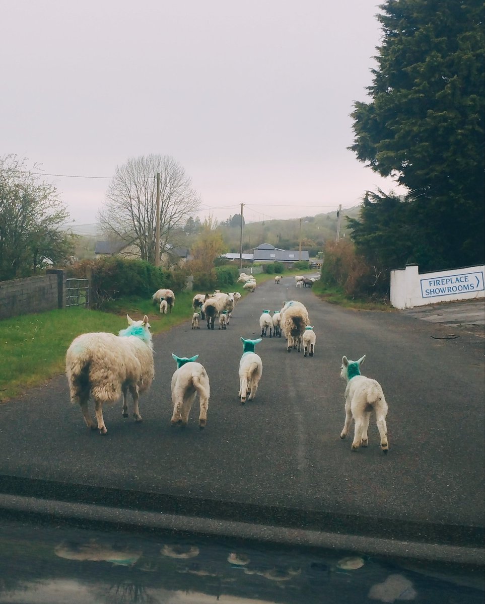 The nicest type of gridlock @lough_mask 🐑🐏🐑💚
#singlemalt #irishwhiskey #wildatlanticway #smallbatch #distillerylife