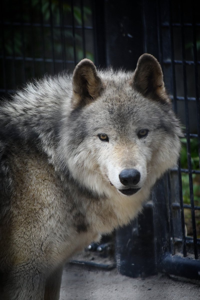 ショウ13歳の誕生日まで
あと8日🐺💕