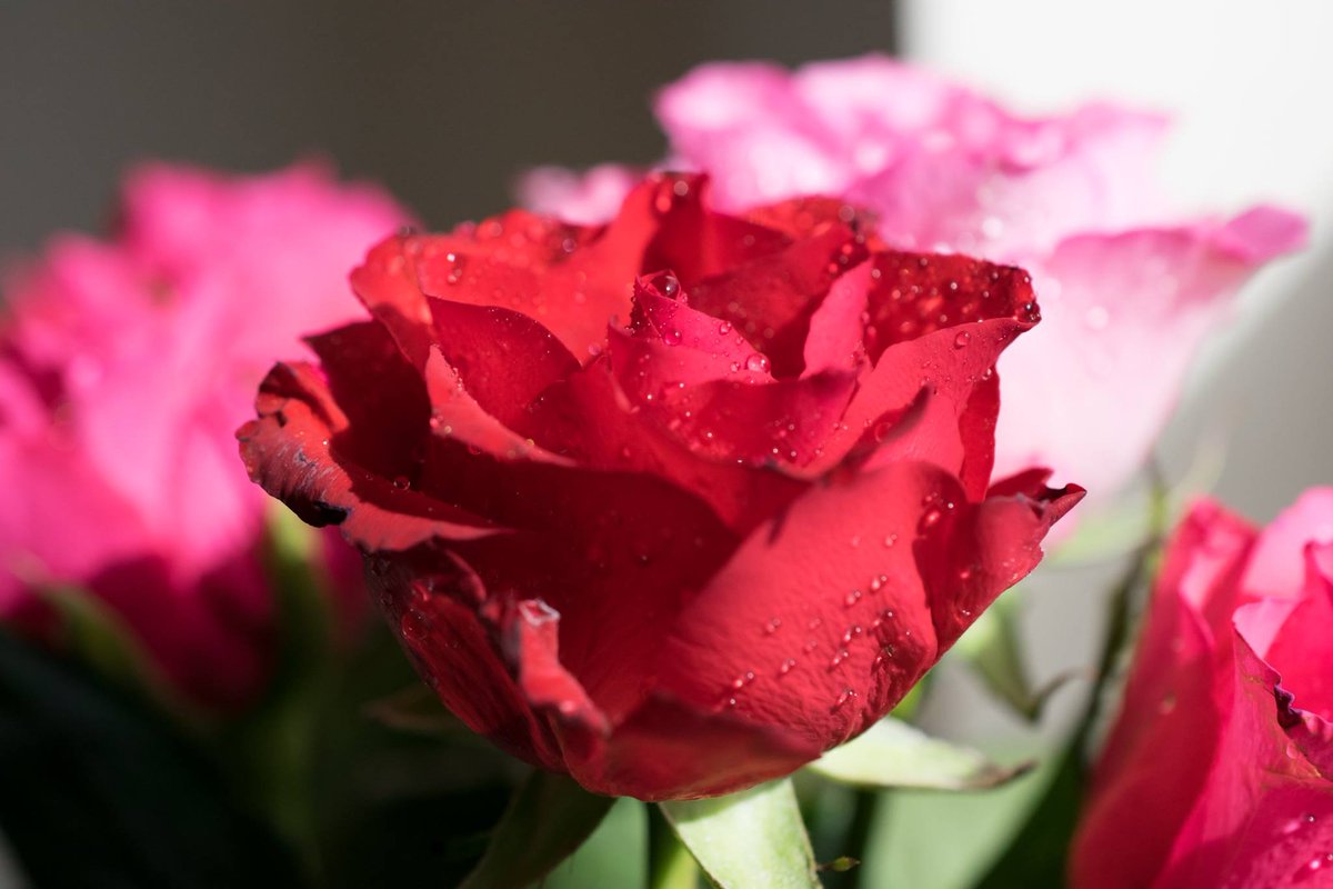 Facebook just reminded me of my first ever shots with a macro lens, 7 years ago. The time i bought myself some flowers for photography!