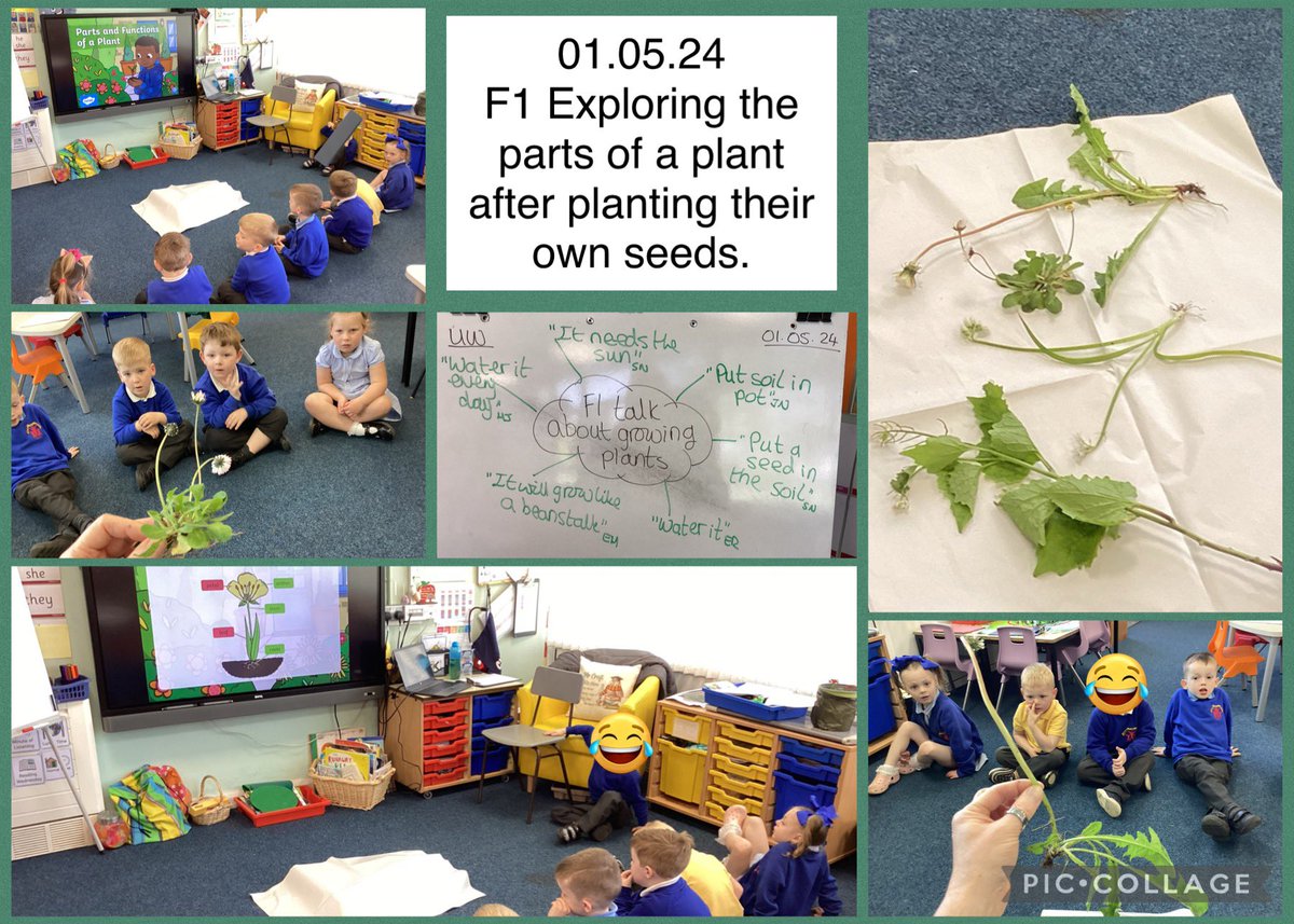 The EYFS exploring parts of a plant.