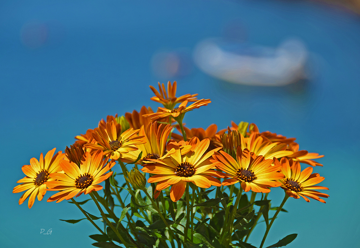 ΚΑΛΟ ΜΗΝΑ!
Η λήψη σήμερα στον Πειραιά, με φόντο τη θάλασσά του!
#FlowersOfTwitter #flowers #closeup #photo #photographylovers #Nikon #nikonphotography #nikonphoto