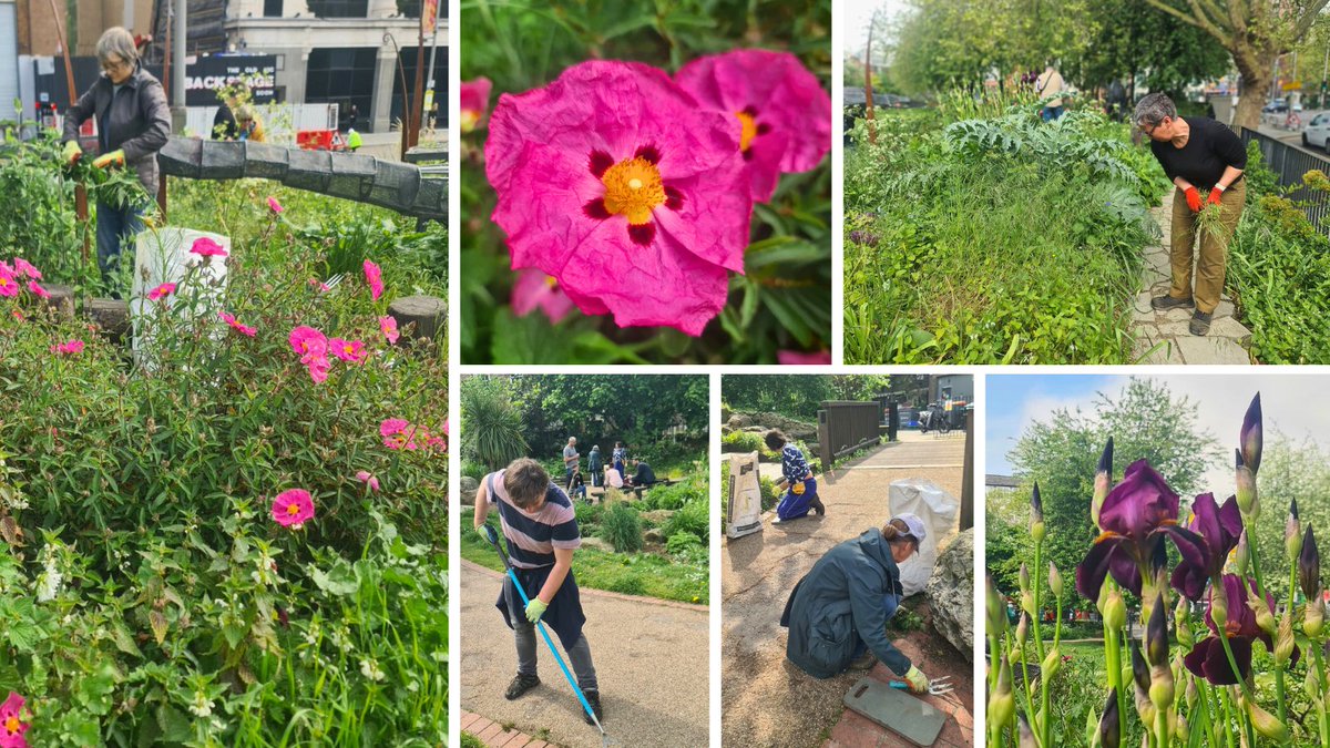 Happy May 1! Our #WaterlooGreen volunteers having a good old tidy up clearing paths & making space for growth. But #NoMow! We're letting wildflowers grow for our pollinator pals, and other visiting wildlife. Grass is also excellent at cooling spaces, if the sun ever shows up 😂