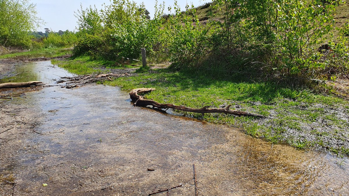 Goed nat in de #HatertseVennen - water loopt over pad van hoog naar laag ven