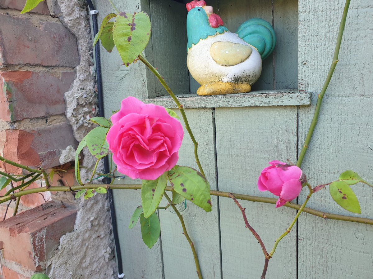 #RoseWednesday This is outside my kitchen door and I love it.