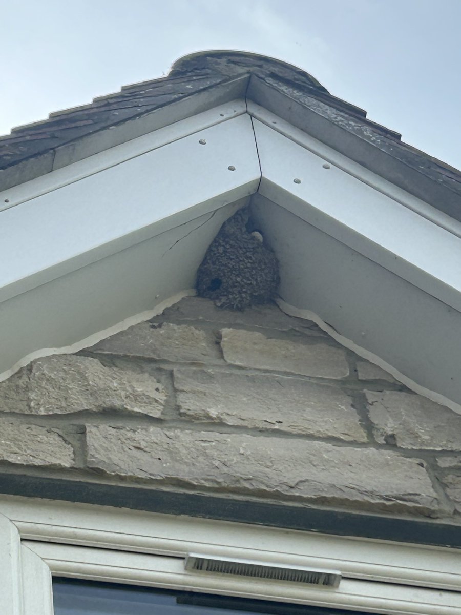 PlantedSam's tweet image. ⁦@WriterHannahBT⁩ delighted to report the swifts have just returned to nest by my office today. Keep up your great campaign and please follow me as I’d love to invite you via DM to a ⁦@plantedtribe⁩ event to promote your work. #swiftbricks #designfornature