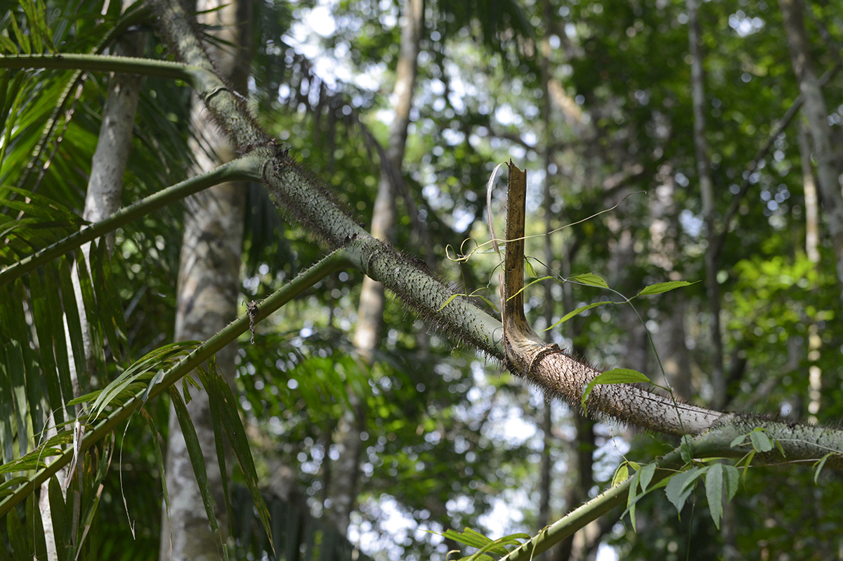 Rattan-spotting alert! A trip to Makiling Botanic Gardens @UPLBOfficial turned up the spiny rachis of a Korthalsia, old + new stems, and the usual 'rattan climbing in a tropical forest' scene. Hope your Labour Day holiday was as good as mine!😉#thinkrattan #rattan @INBARofficial